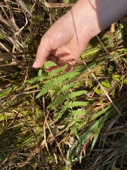 Thelypteris palustris