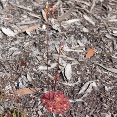 Drosera spatulata