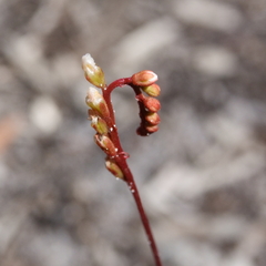 Drosera spatulata