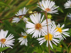 Symphyotrichum firmum