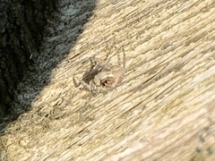 Menemerus semilimbatus