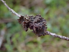 Pseudocyphellaria mallota
