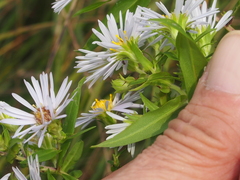 Symphyotrichum firmum