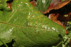 Puccinia