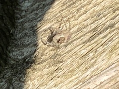 Menemerus semilimbatus