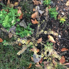 Lepidium densiflorum