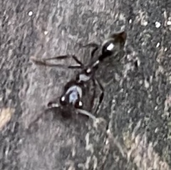 Odontomachus brunneus