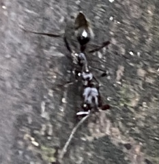 Odontomachus brunneus