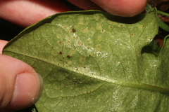 Puccinia