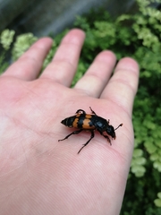 Nicrophorus vespillo