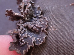 Pseudocyphellaria mallota