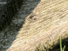 Menemerus semilimbatus