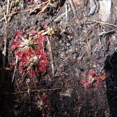 Drosera pygmaea