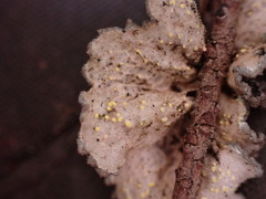 Pseudocyphellaria mallota