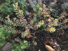 Lepidium densiflorum
