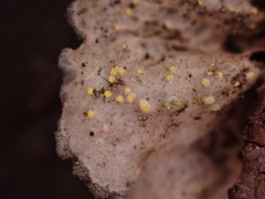 Pseudocyphellaria mallota