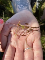 Drosera rotundifolia