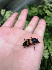 Nicrophorus vespillo