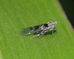 Melanoliarus aridus