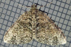 Hammaptera parinotata