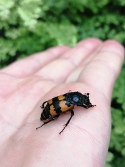 Nicrophorus vespillo