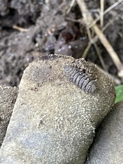 Oniscidea