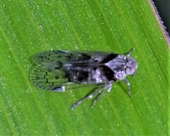 Melanoliarus aridus