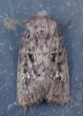 Lacinipolia renigera