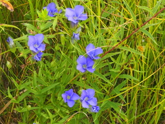 Gentianopsis virgata