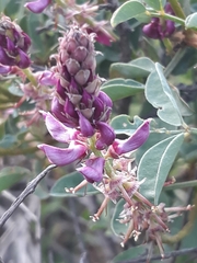 Indigofera amoena