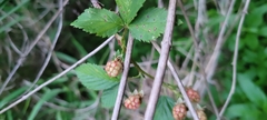 Rubus flagellaris