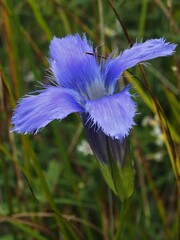 Gentianopsis virgata