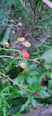 Rubus flagellaris