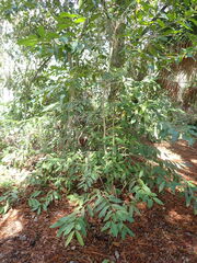 Syzygium cumini
