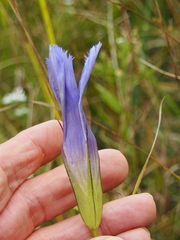 Gentianopsis virgata