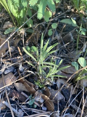 Castilleja lindheimeri