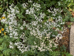 Eupatorium serotinum