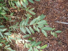 Syzygium cumini