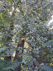 Populus deltoides