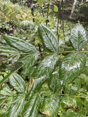 Fraxinus nigra