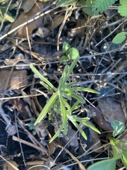 Castilleja lindheimeri