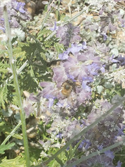 Apis mellifera