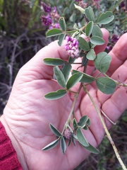 Indigofera amoena