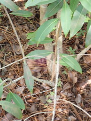 Syzygium cumini