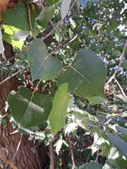 Populus deltoides