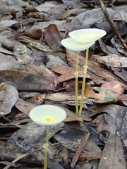 Leucocoprinus fragilissimus image