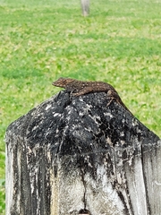 Anolis sagrei