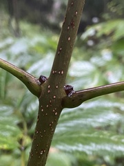 Fraxinus nigra