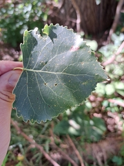 Populus deltoides