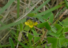 Lasioglossum leucozonium